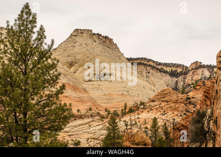 Checkerboard Mesa in Zion Nat. Park - landscape view of a yellow/ ochre sandstone rock massif framed by green pine trees Stock Photo