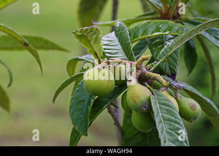 green walnuts Latin juglans regia family juglandaceae ripening on a tree in summer in Italy often used to make a drink called nocino Stock Photo