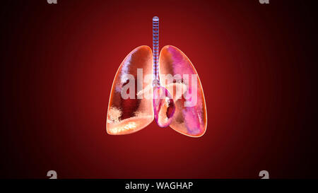 3D illustration of human lungs filled with Oxygen. Stock Photo