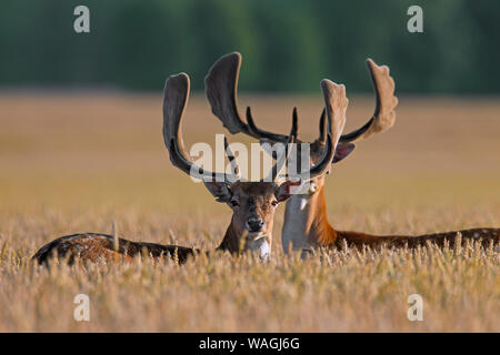 Two fallow deer (Dama dama) bucks with antlers covered in velvet foraging in wheat field in summer Stock Photo