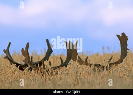Three hidden fallow deer (Dama dama) bucks with antlers covered in velvet foraging in wheat field in summer Stock Photo