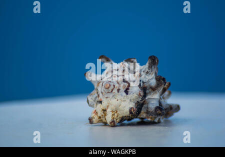 Blue background with seashell, Close up photo with seashell in a soft blue and white background. Holiday in Greece. Stock Photo