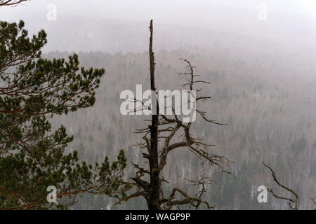 view from the mountain to the forest during a snowfall with burnt pine in the foreground Stock Photo