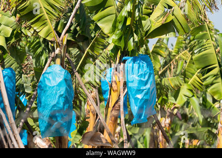 close up of blue plastic bags covering small bunches of bananas on a banana tree or plant on a plantation or farm in Hazyview Mpumalanga, South Africa Stock Photo