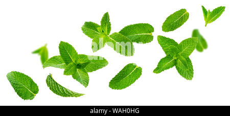 Fresh mint leaves, peppermint foliage isolated on white background Stock Photo