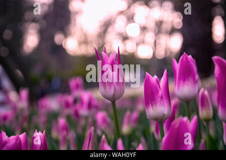 Fields on which bloom pink and purple tulips. Tulip field. Field with pink and purple tulips. Stock Photo