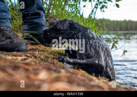 Miniature black schnauzer dog swims in the river. Stock Photo
