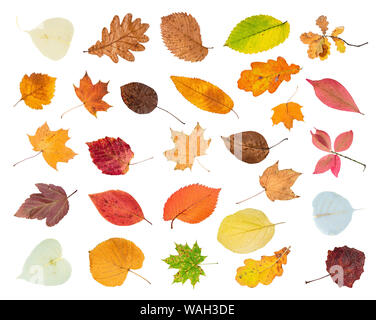 set of various colorful autumn leaves cut out on white background Stock Photo