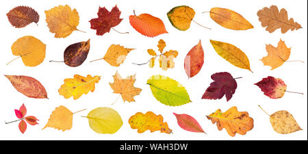 set of various colorful fallen leaves cut out on white background Stock Photo