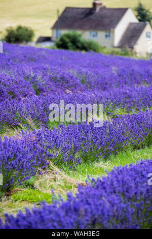 Lavender fields at Snowshill in the Cotswolds, Worcestershire, England, UK Stock Photo