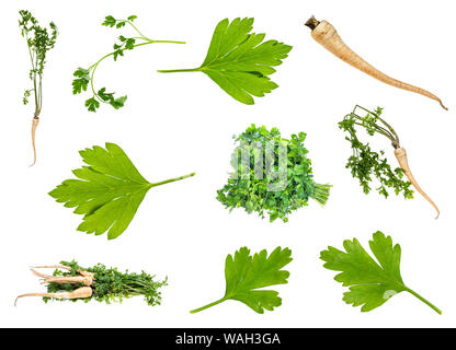 set of fresh parsley herbs cut out on white background Stock Photo