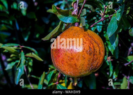 The pomegranate (Punica granatum) offers brightly colored fruit that ripens during the fall. Learn how to grow this superfruit in your own garden. Stock Photo