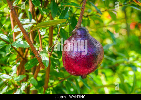 The Red pomegranate (Punica granatum) Growing in Your Garden. Stock Photo