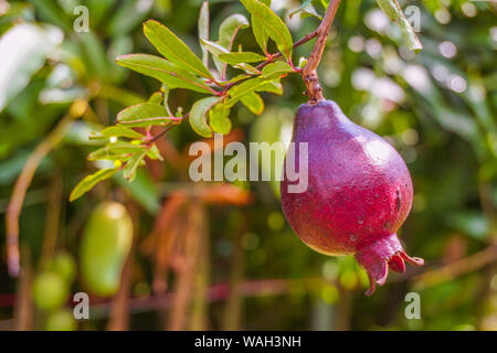 The Red pomegranate (Punica granatum) Growing in Your Garden. Stock Photo