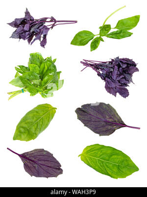 set of fresh basil herbs cut out on white background Stock Photo