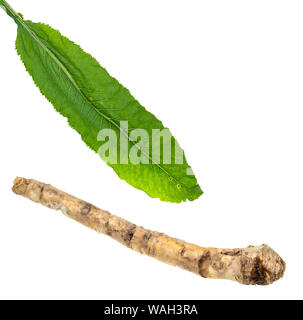 set of horseradish leaf and root cut out on white background Stock Photo