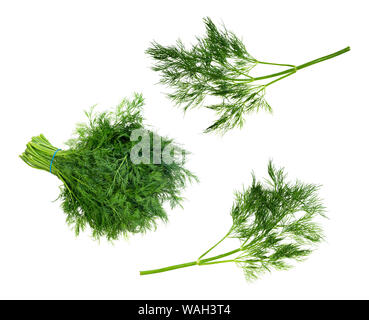 set of fresh dill herbs cut out on white background Stock Photo