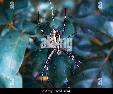 spider with web on the nature garden, wild animal Stock Photo