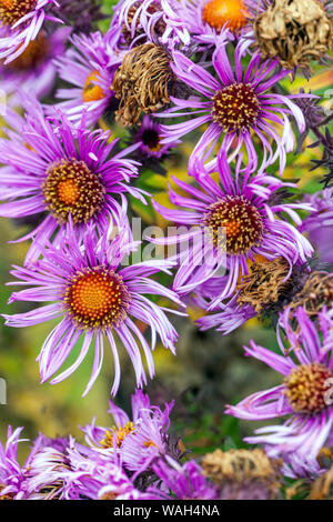 New England Aster, Symphyotrichum novae-angliae 'Purple Dome' Asters Stock Photo