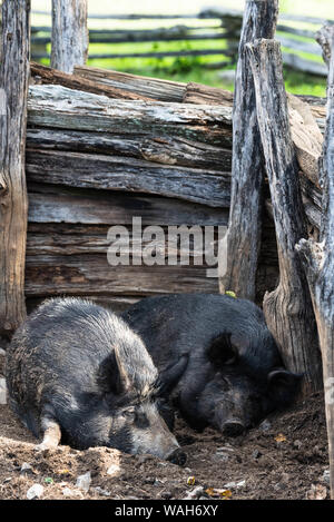 Two pigs asleep in their pig pen on the farm  at the Booker T Washington  Memorial Stock Photo