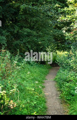 Path through an English wood in summer Stock Photo