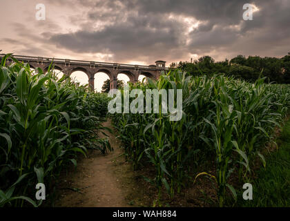 Ouse Valley Viaduct through the corn fields. Stock Photo