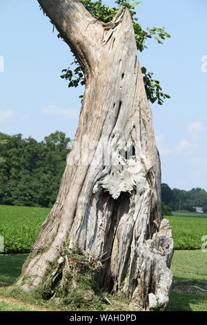 Trunk of very old tree in Virginia, USA Stock Photo