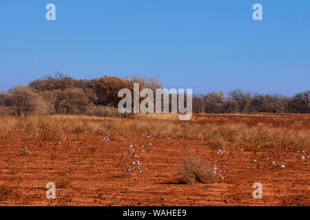 A sparse late autumn harvested cotton field has a few cotton plants ready for gleaning in western Oklahoma. Stock Photo