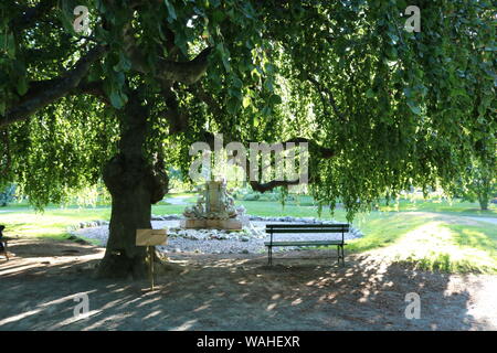 A bench under a Weeping Willow in the Public Gardens, Halifax! Stock Photo