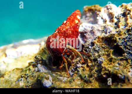 Underwater photo of Mediterranean Hermit crab - Clibanarius erythropus Stock Photo