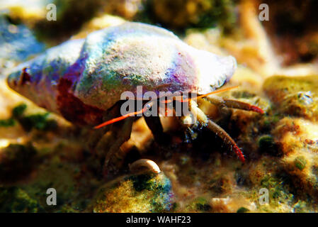 Underwater photo of Mediterranean Hermit crab - Clibanarius erythropus ...