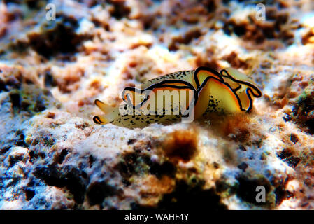 Elysia marginata or Elysia ornata, Nudibranch scene underwater in Mediterranean Sea Stock Photo