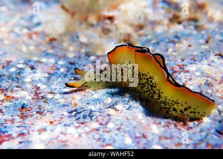 Elysia marginata or Elysia ornata, Nudibranch scene underwater in Mediterranean Sea Stock Photo