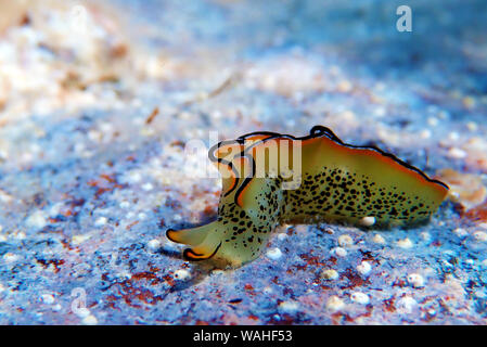 Elysia marginata or Elysia ornata, Nudibranch scene underwater in Mediterranean Sea Stock Photo