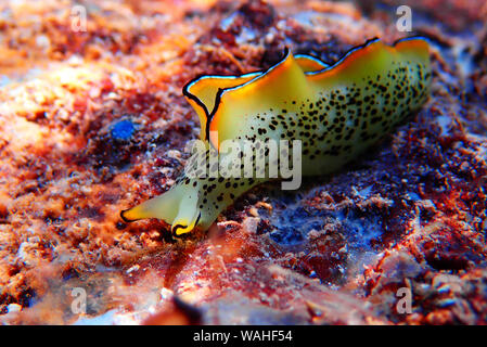 Elysia marginata or Elysia ornata, Nudibranch scene underwater in Mediterranean Sea Stock Photo