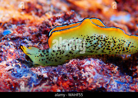 Elysia marginata or Elysia ornata, Nudibranch scene underwater in Mediterranean Sea Stock Photo