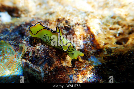 Elysia marginata or Elysia ornata, Nudibranch scene underwater in Mediterranean Sea Stock Photo