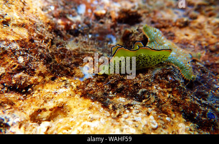 Elysia marginata or Elysia ornata, Nudibranch scene underwater in Mediterranean Sea Stock Photo