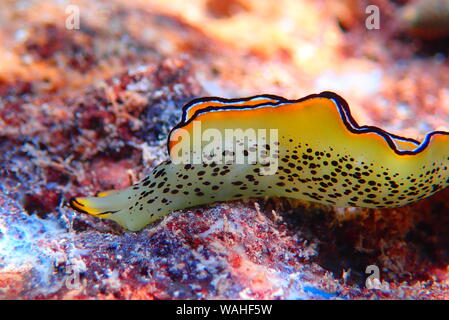 Elysia marginata or Elysia ornata, Nudibranch scene underwater in Mediterranean Sea Stock Photo