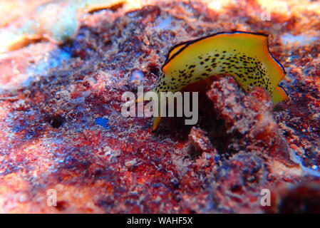 Elysia marginata or Elysia ornata, Nudibranch scene underwater in Mediterranean Sea Stock Photo