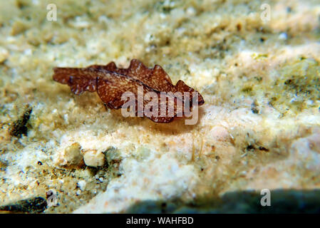 Pseudoceros Maximus - Mediterranean sea flatworm Stock Photo