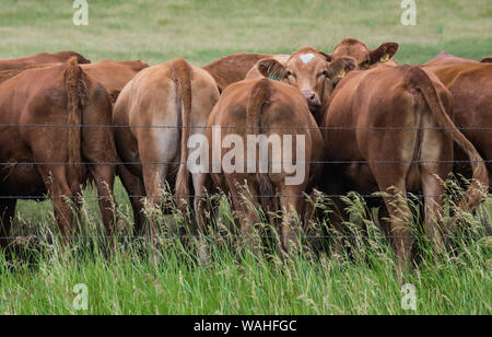 Cows grazing, South Dakota, United States, by Bruce Montagne/Dembinsky Photo Assoc Stock Photo