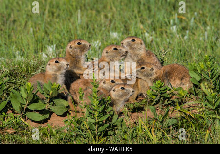Black-tailed Prairie Dogs (Cynomys ludovicianus), at den entrance, Paririe, Summer, Wind Cave National Park, S. Dakota, USA, by Bruce Montagne/Dembins Stock Photo