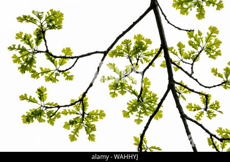Bur Oak Leaves (Quercus macrocarpa), fresh, developing leaves, Eastern Canada and United States, by Bruce Montagne/Dembinsky Photo Assoc Stock Photo