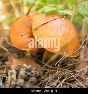 Edible mushrooms in the forest. Wild mushrooms, slippery jack, Suillus luteus. Mushroom picking outdoor activity, forest mushrooms. Mushroom season. Nature background. Vegan, vegetarian background Stock Photo