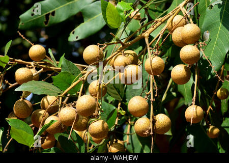 The Longan Fruit Tree - Lychee Close Relative Stock Photo