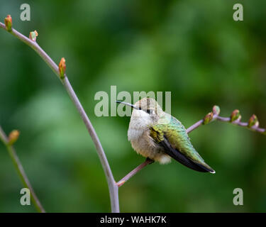 A female ruby throated hummingbird perched on the branch of a crocosmia plant in a garden in Speculator, NY USA