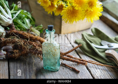 Dandelion roots and flowers. Infusion or tincture bottle of Taraxacum officinale. Gloves and pruning shear. Stock Photo