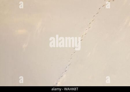 top aerial view of footsteps footprints on sand dunes in the desert Stock Photo