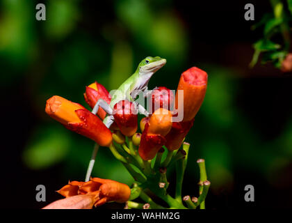 Small Green Anole (Anolis carolinensis) standing on orange trumpet vine flowers Stock Photo